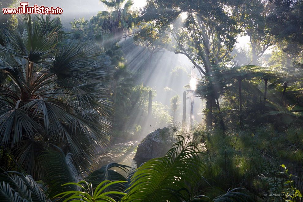 Immagine Una suggestiva foto dei raggi del Sole che penetrano tra gli alberi in una giornata invernale ai Giardini La Mortella di Ischia.