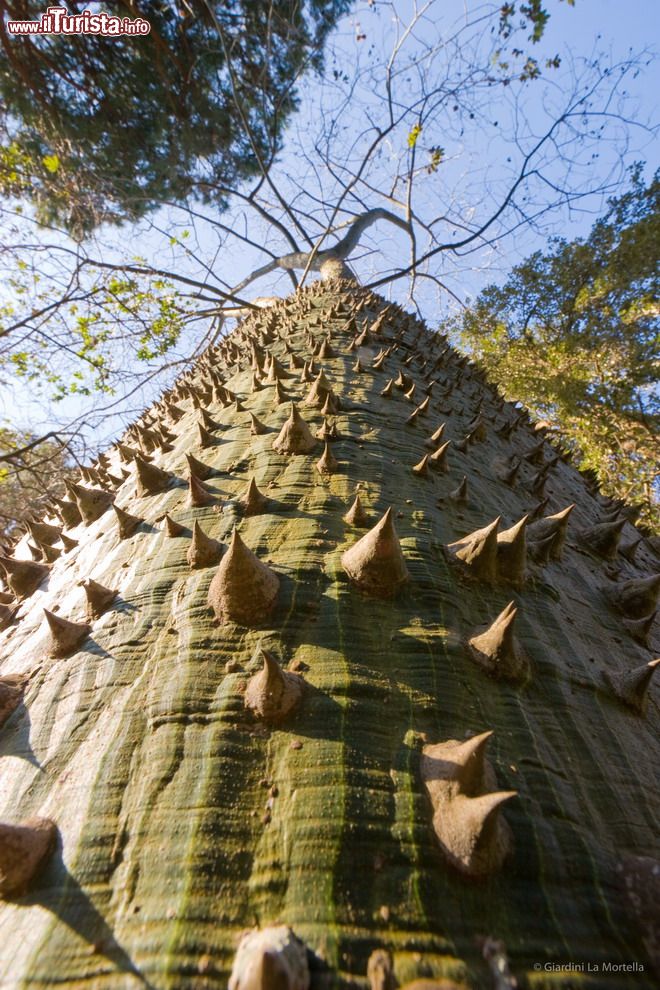 Immagine L'incredibile tronco della Chorisia speciosa (o Ceiba speciosa) può raggiungere i 20 metri d'altezza ed è disseminato di spine. Siamo nei Giardini La Mortella ad Ischia.