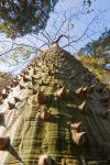 L'incredibile tronco della Chorisia speciosa (o Ceiba speciosa) può raggiungere i 20 metri d'altezza ed è disseminato di spine. Siamo nei Giardini La Mortella ad Ischia.

 ...