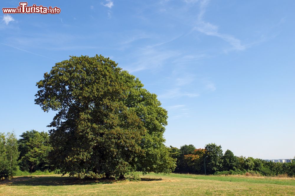 Immagine Un grande albero nel parco di Vincennes, Parigi, Francia. L'area vere accoglie circa 150 mila alberi di 500 varietà diverse.