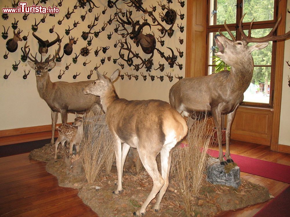 Cosa vedere e cosa visitare Museo regionale della fauna alpina