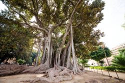 Un gigantesco Ficus Macrophylla all'Orto Botanico di Palermo, Sicilia. Questa tipica pianta della foresta pluviale fa parte della famiglia delle Moraceae. In Italia è stato introdotto ...