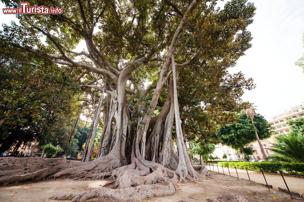 Immagine Un gigantesco Ficus Macrophylla all'Orto Botanico di Palermo, Sicilia. Questa tipica pianta della foresta pluviale fa parte della famiglia delle Moraceae. In Italia è stato introdotto in Sicilia nell'Ottocento e propagato in diversi parchi e giardini botanici.