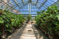 Una delle serre vetrate dell'Orto Botanico di Palermo, Sicilia. E' considerato uno dei più antichi centri di studi botanici dell'area Mediterranea - © Francesca Sciarra ...