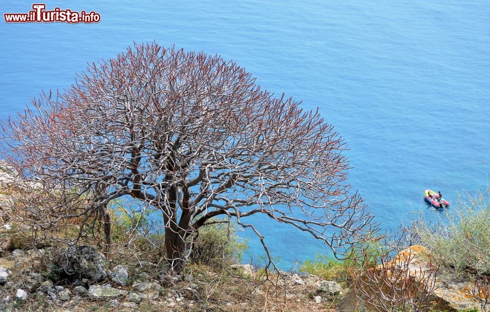 Immagine Macchia mediterranea, Isola di San Nicola, arcipalgo delle Tremiti, mar Mediterraneo