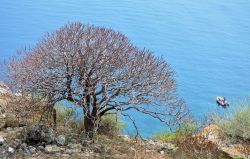 Macchia mediterranea, Isola di San Nicola, arcipalgo delle Tremiti, mar Mediterraneo
