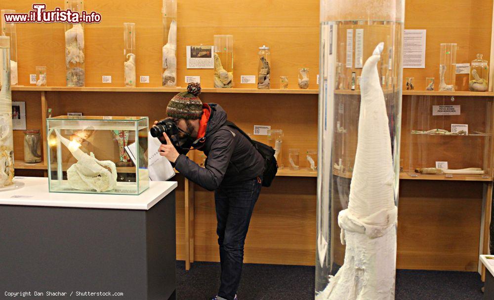 Cosa vedere e cosa visitare Museo Fallologico Islandese