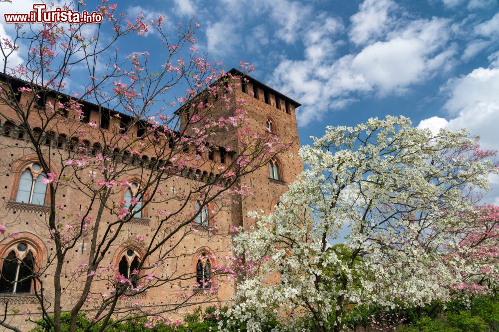 Immagine Uno scorcio del castello Visconteo di Pavia in primavera (Lombardia) con le piante fiorite.
La sua costruzione risale al 1360 ad opera di Galeazzo II° Visconteo.
