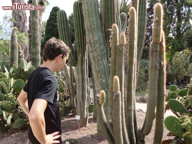 Immagine Piante grasse al Jardin Botanico