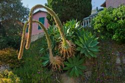Una ricca varietà di piante ornamentali contraddistingue i giardini di Villa Hanbury in Liguria - © Bernd Zillich / Shutterstock.com