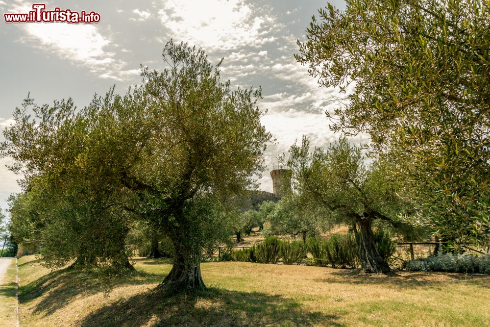 Immagine Isola Polvese: il Castello e degli alberi di olivo