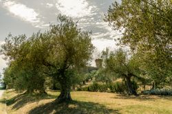 Isola Polvese: il Castello e degli alberi di olivo
