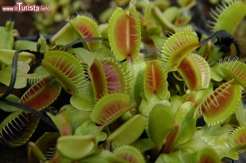 Immagine Piante carnivore ai Giardini Botanici di Bologna  - ©  Orto Botanico ed Erbario