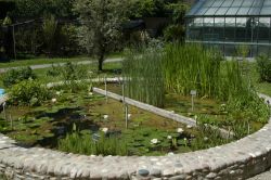 Vasca di piante aquatiche nel giardino dell'Orto Botanico di Bologna  - ©  Orto Botanico ed Erbario