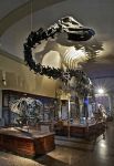 Il grande Diplodoco, dinosauro erbivoro, in mostro nell museo Capellini di Bologna  - © sito ufficiale