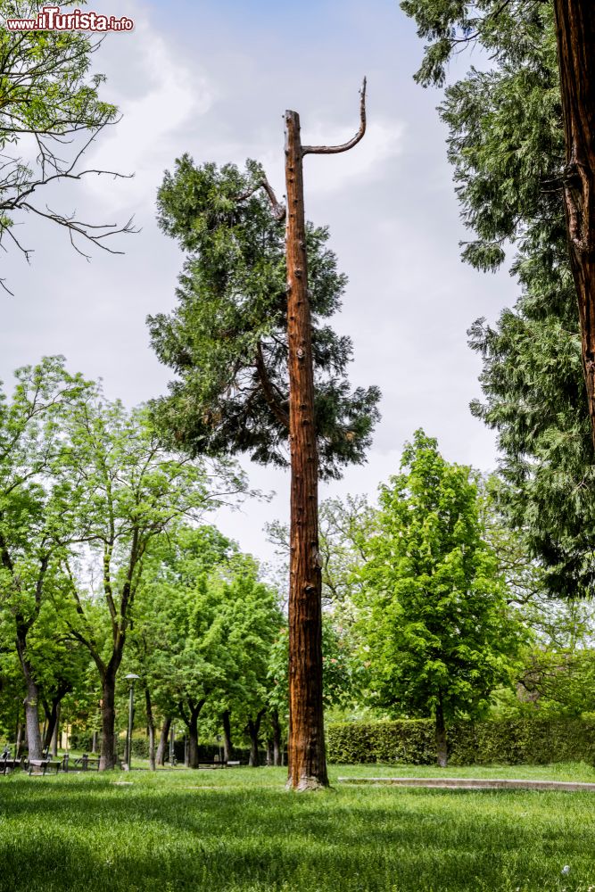 Immagine Un pino particolare dentro ai Giardini Margherita di Bologna