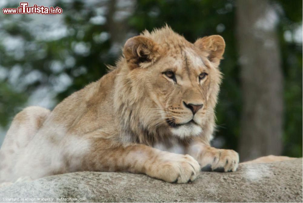 Immagine Un giovane leone maschio allo Zoo di Parigi al margine del Bois de Vincennes a Parigi. - © Vladimir Wrangel / Shutterstock.com