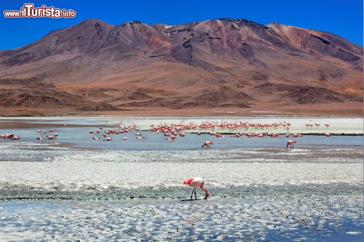 Celeste Lake, Bolivia - Fenicotteri rosa sulla laguna celeste , sullo sfondo il vulcano Uturunco, Altopiano, Bolivia