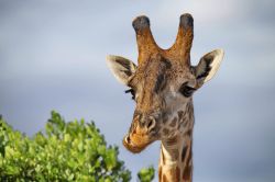 Primo piano di giraffa nel Masai Mara - copyright ...