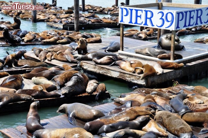 Immagine PIER39, San Francisco e i leoni marini