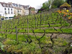 Le vigne di Montmartre, le potete scoprire percorrendo Rue des Saules. Qui si svolge una celebre festa della vendemmia la seconda domenica d'ottobre