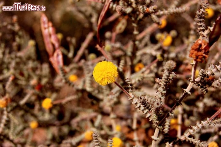 Fiori Selvatici all'interno del Purnululu National Park in Australia. Al termine della stagione secca, la primavera in arrivo determina la fioritura dell'outback, che si riempie di colori.