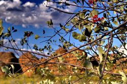 Fioritura ai Bungle Bungles, Western Australia. ...