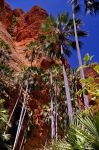 Echidna Chasm a Purnululu, palme all'ingresso. ...