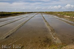 Saline sull'Ile de Ré: una delle attività ...