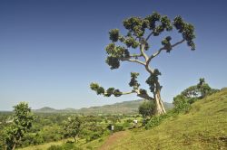 Etiopia albero della vita - In Etiopia con i ...