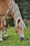 Cavallo al pascolo a Fuciade