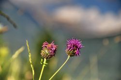 La magia dei fiori in Trentino