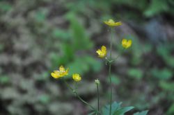 Campitello di Fassa fiori nel bosco