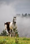 Cavalli nella nebbia al fuciade sopra Passo San ...
