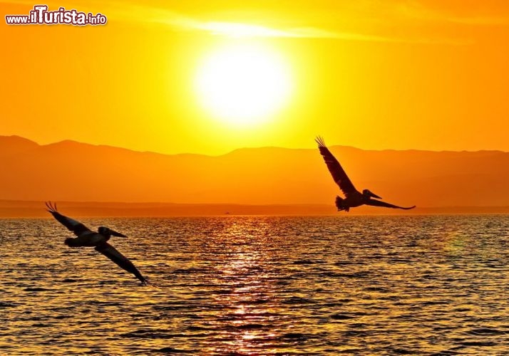 Pellicani in volo al tramonto a Paracas, in Perù - © DONNAVVENTURA® 2012 - Tutti i diritti riservati - All rights reserved