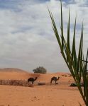 A Merzougasi respira giù il fascino del ...