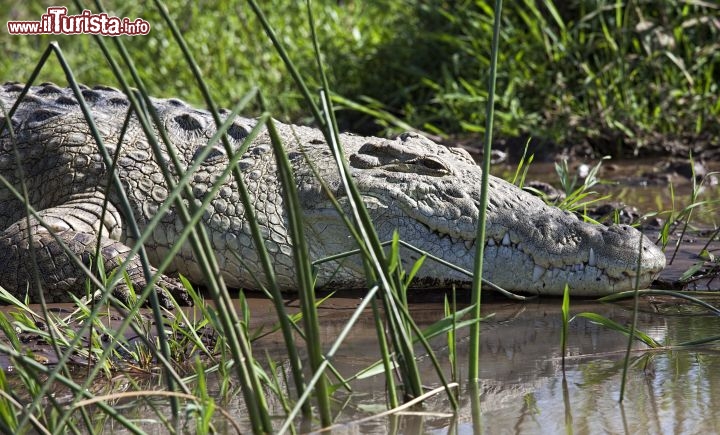 Immagine Grosso coccodrillo sul lago Chamo