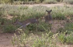 Dik dik lungo starda