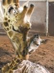 Una nuova giraffa venuta alla luce dello Zoo ...