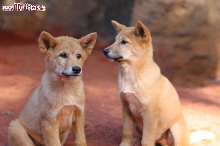 Coppia di cuccioli di Dingo (il lupo australiano) allo Zoo di Perth in Australia. Il Dingo e molto diffuso nell'outback, ma è un animale difficile da vedere, avendo abitudini di caccia notturne. uno dei luoghi dove è più diffuso è l'isola di Fraser Island, completamente protetta da un parco naturale.  - © www.perthzoo.wa.gov.au