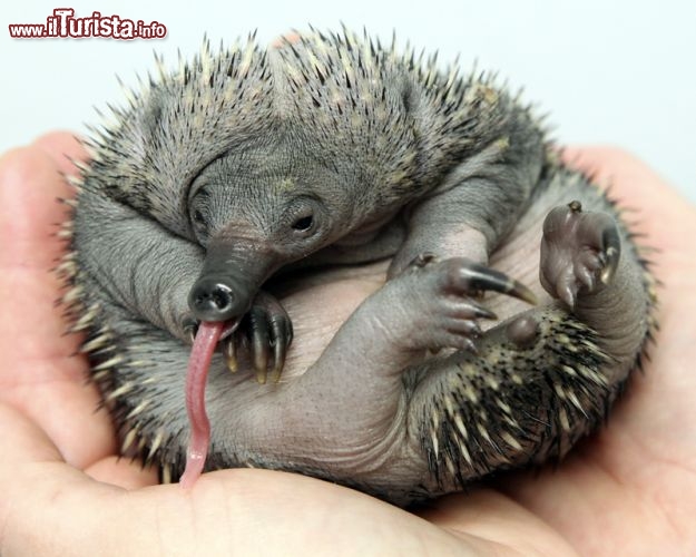 La lingua lunghissima di un piccolo di Echidna, nato allo Zoo di Perth in Australia. Questi particolari mammiferi ovipari sono piccolissimi alla nascita, e pesano solamente un grammo. Man mano crescono la loro pelle si riempie di aculei, e diventa più problematico tenerli in mano!  - © www.perthzoo.wa.gov.au