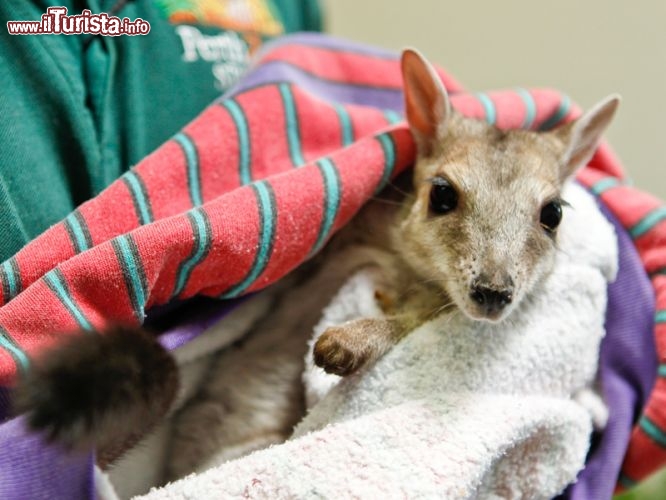 Un piccolo wallaby delle rocce, nato allo Zoo di Perth - © www.perthzoo.wa.gov.au