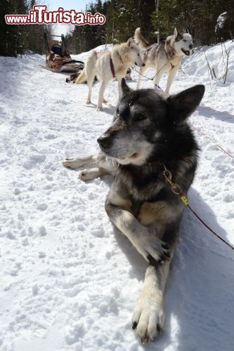 Immagine Dog sledding, Quebec: è una delle attività più suggestive di un viaggio in Québec nei mesi invernali. Questa foto è stata scattata sulle montagne di Les Eboulements, nella regione dello Charlevoix.