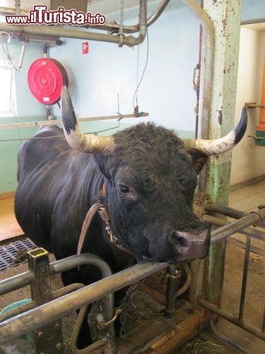 Immagine Una Vache d’Hérens nel Cantone Vallese, Svizzera