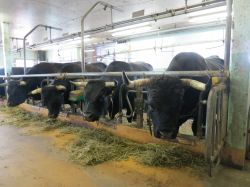 Le mucche nella fattoria pedagogica di Hérémence, le famose Vache d’Hérens della Svizzera