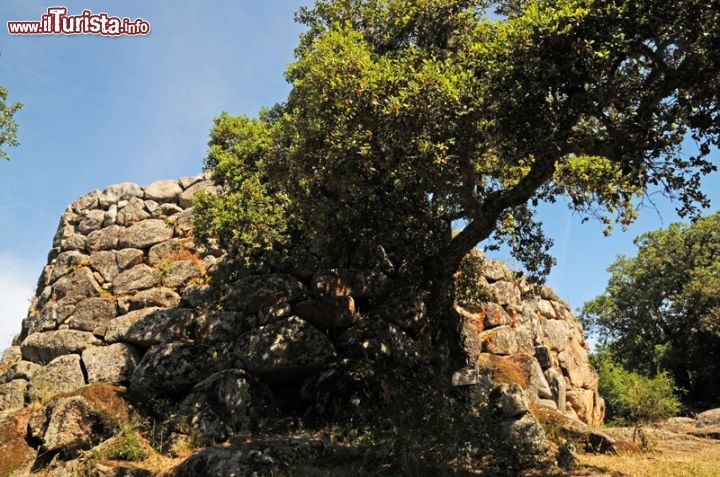 Immagine Nuraghe Majori, Tempio Pausania. La natura che circonda questo monumento è stata decisamente generosa incorniciandolo con un manto boschivo di querce da sughero, frassini e lecci e un sottobosco altrettanto rigoglioso con ciclamini e orchidee selvatiche.