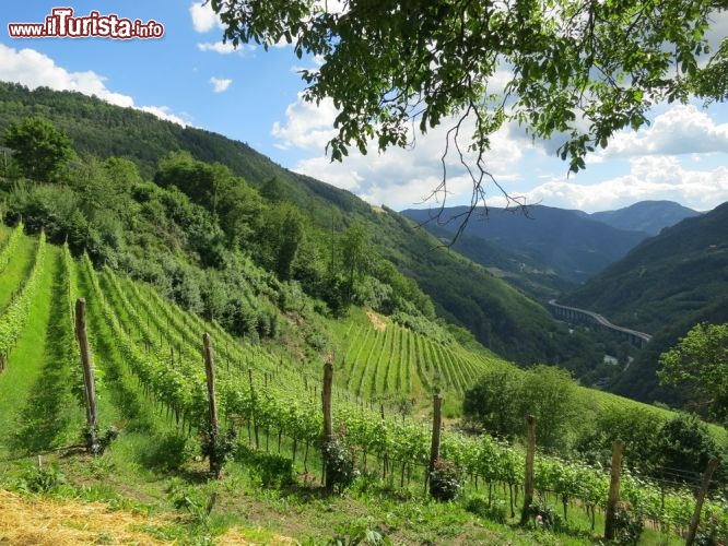 Immagine Panorama sui vitigni dell'alto Adigo, osservato dal Maso Grottnerof