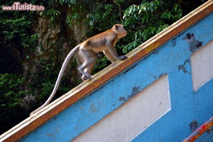 Immagine Le scimmie che vivono alle Batu Caves sono ormai abituate ai turisti, e per questo non perdono occasione per cercare di ottenere cibo o di afferrare qualunque cosa gli capiti a portata di mano.