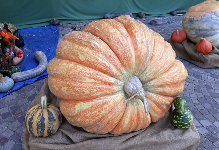 La Zucca delle Meraviglie Piea