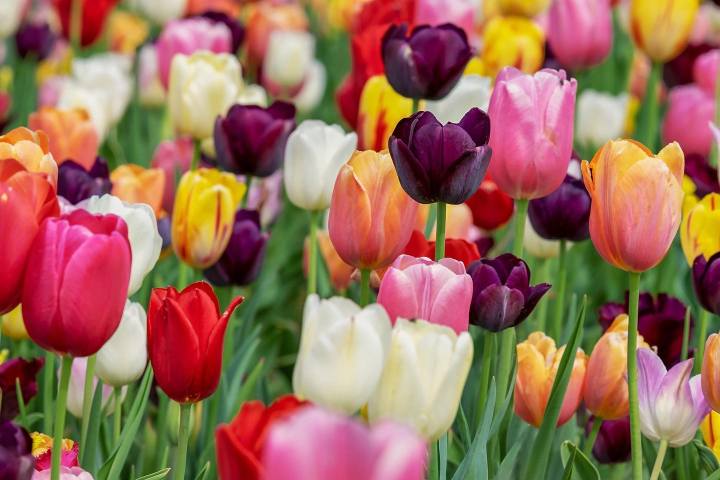 Il Giardino dei Colori Vallefoglia